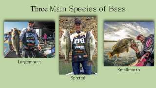 Become a Great Bass Angler - Klein