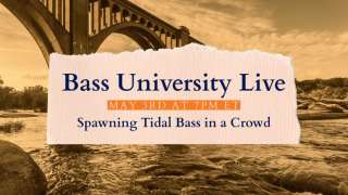 Spawning Tidal Bass in a Crowd - May 2022
